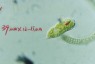 Euglena