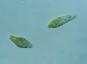 Euglena