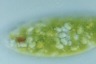 Euglena