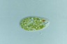 Euglena