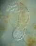 Aeolosoma hemprichi