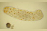 Aeolosoma hemprichi