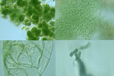 Cyanobacteria