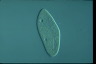 Paramecium caudatum, augogamy