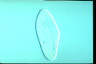 Paramecium caudatum, augogamy