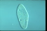 Paramecium caudatum, augogamy