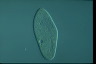 Paramecium caudatum, augogamy