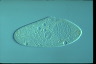 Paramecium caudatum