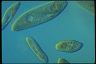 Paramecium