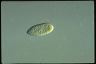 Paramecium trichium