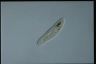 Paramecium