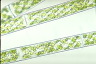 Spirogyra