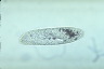 Paramecium caudatum