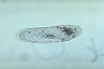 Paramecium caudatum, intact cells