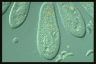 Paramecium caudatum