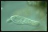 Paramecium caudatum