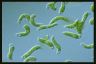 Euglena