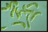 Euglena