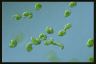 Euglena