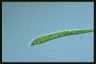 Euglena deses