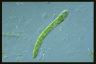 Euglena deses