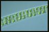 Spirogyra