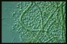 Cyanobacteria