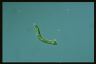 Euglena