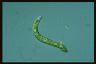 Euglena