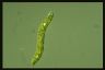 Euglena