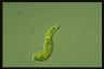 Euglena