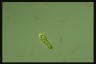 Euglena