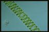 Spirogyra