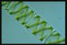 Spirogyra