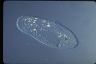 Paramecium caudatum, intact cells