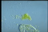 Paramecium bursaria