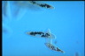 Paramecium caudatum, Mating reaction