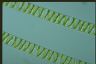 Spirogyra