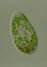 Paramecium bursaria