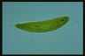 Euglena spirogyra