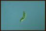 Euglena