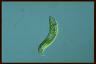 Euglena