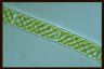 Spirogyra