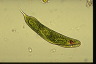 Euglena oxyuris