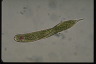 Euglena tripteris