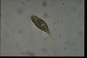 Euglena