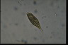 Euglena