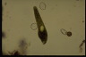 Euglena