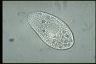 Tetrahymena