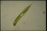 Euglena tripteris